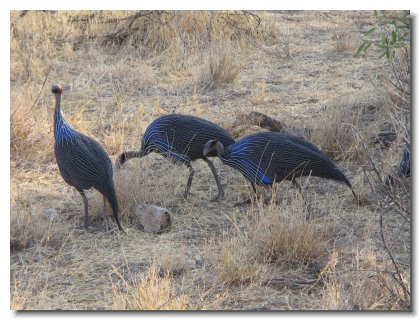 KE 28 - Watering Guineafowl